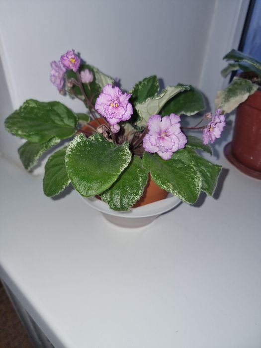 Фиалки красивые,