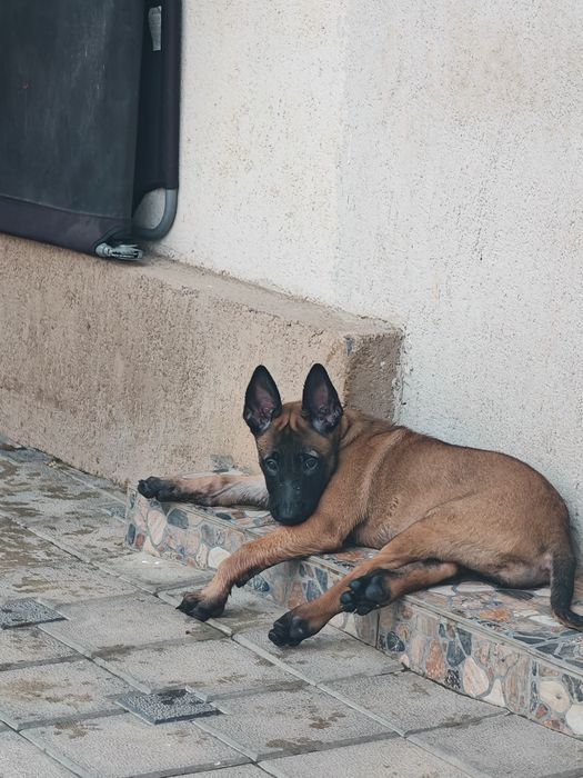 Ciobanesc belgian malinois