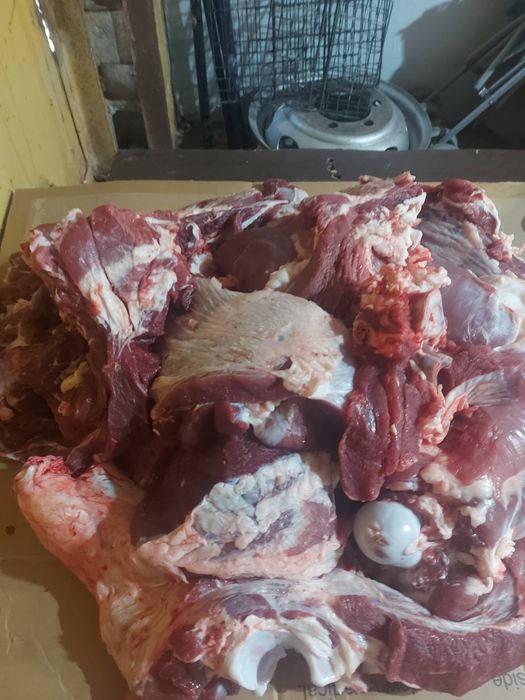 Семіз қашарлар сатылады 2100 теңге