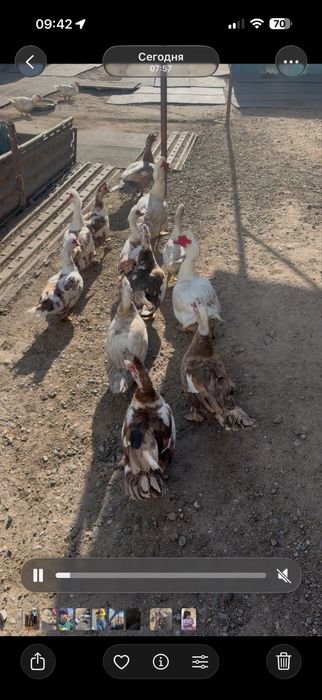 Продам индоуток хорошие