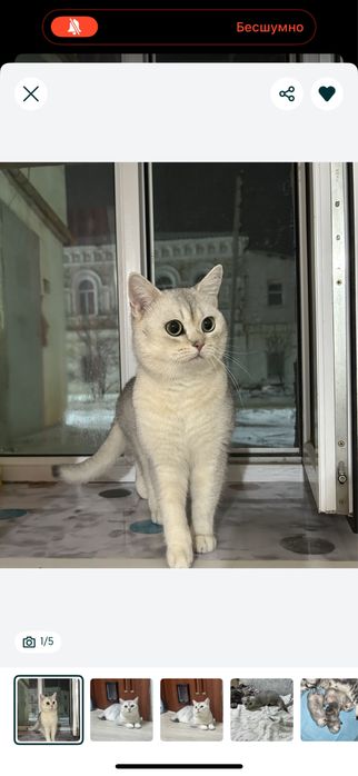 Котята шотладские