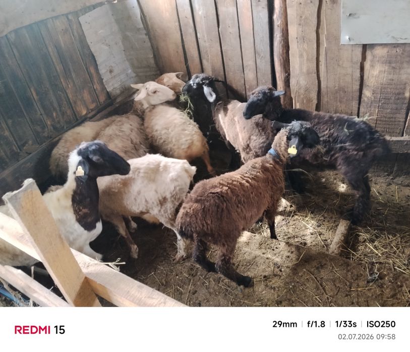Продам баранов токты