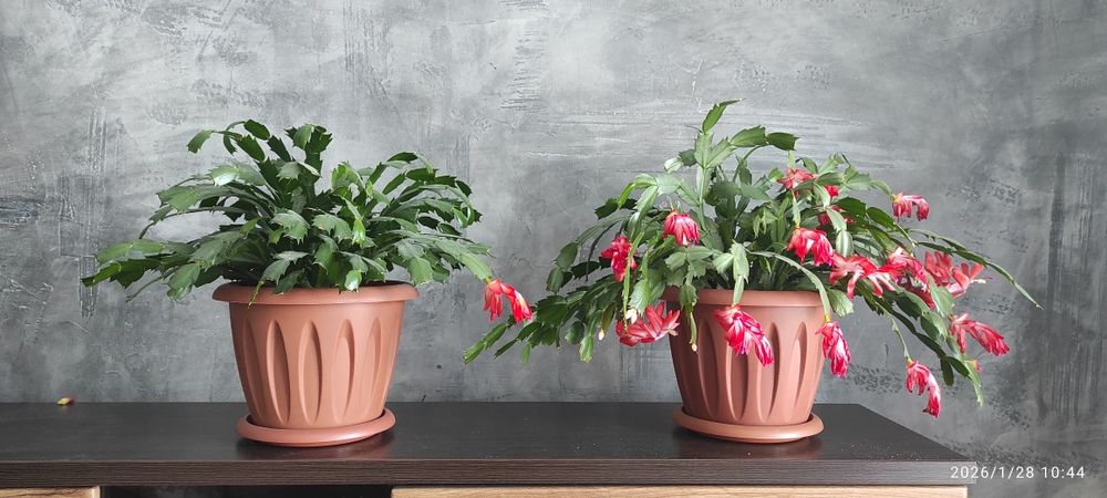 Продам комнатные растения!