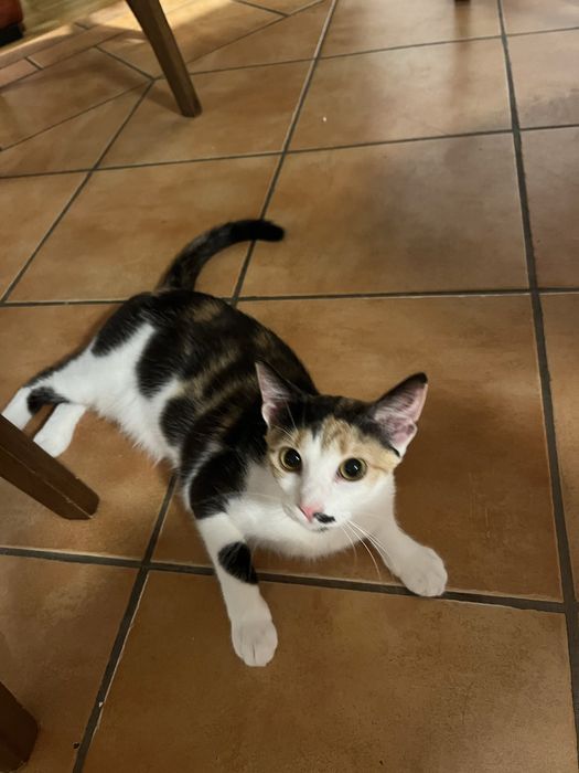 Pisicuta spre adoptie