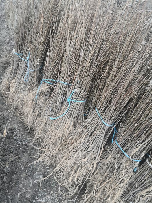 Puieți de salcâm frasin paltin fag carpen mesteacăn tei brad pin molid