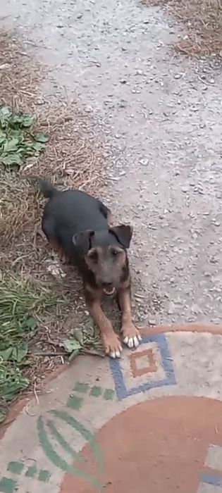 Продам Ягдтейера, девочка.г. Рудный