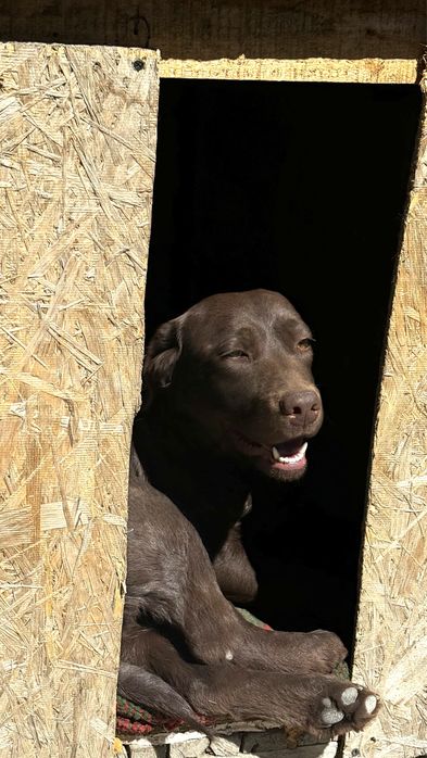 Собака лабрадор в хорошие руки