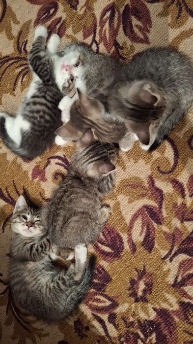 Отдадим котят в добрые руки!