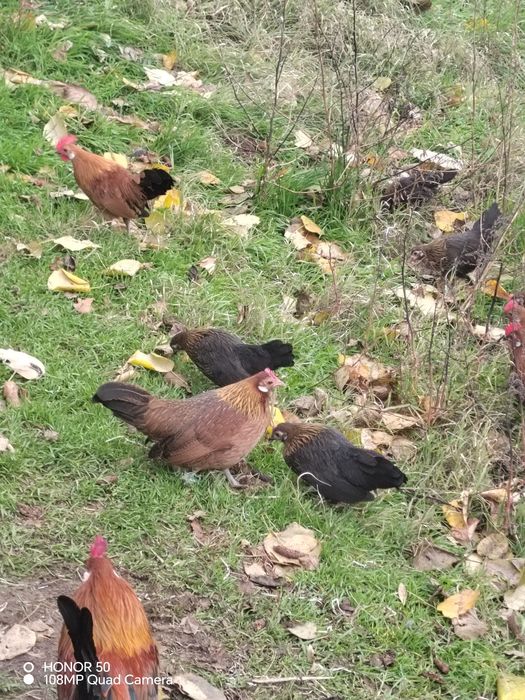 Продавам декоративни кокошки