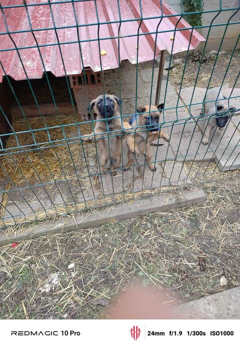 Продавам Малиноа кученца