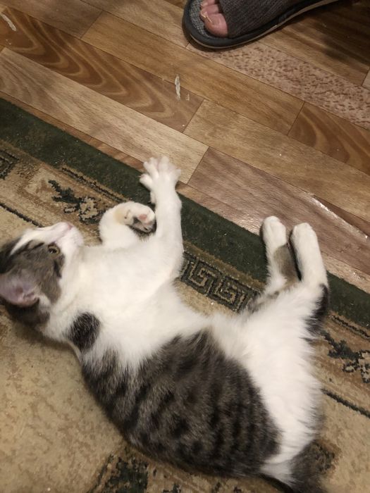 Отдам в добрые руки