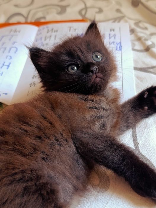 Коричневый котенок
