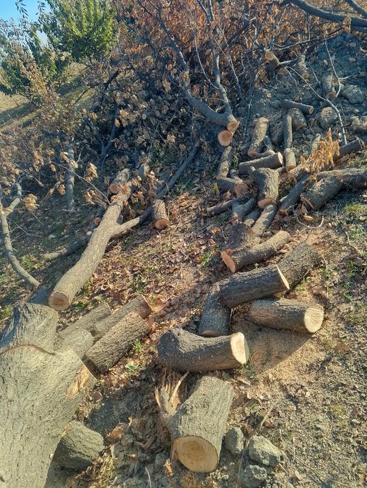 Vobkentda Zaldori daraxt sotiladi