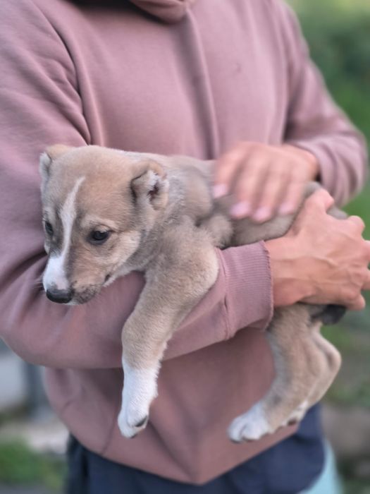 Щенки алабая 1.5 месяца