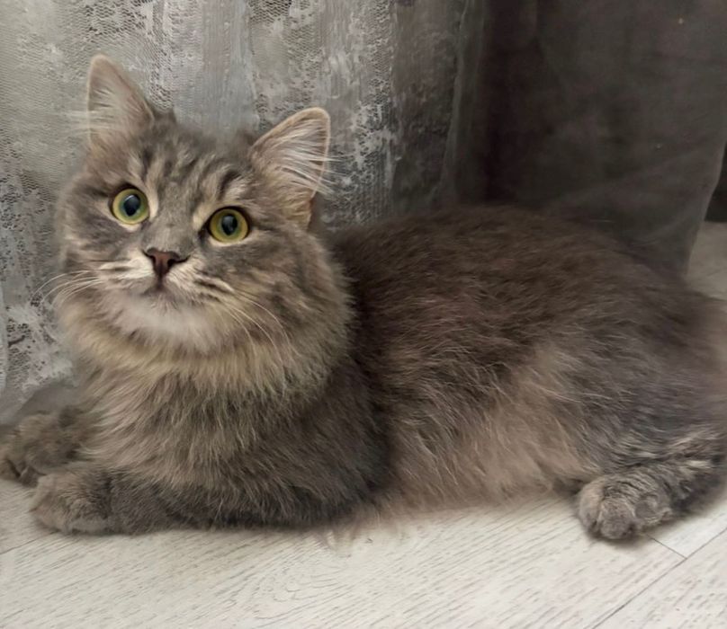 Отдам ласковую и воспитанную кошку