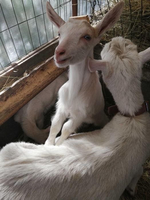 Iezi de vănzare la Diosig