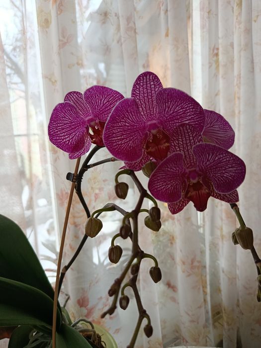 Молодая орхидея .