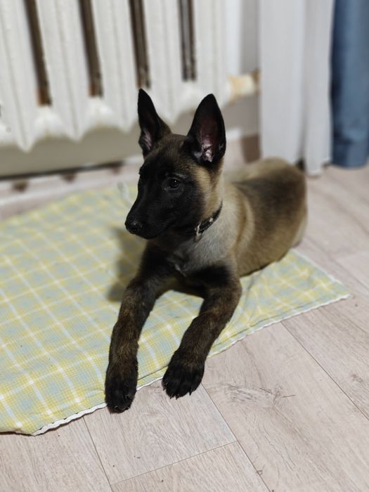 Бельгийская овчарка Малинуа