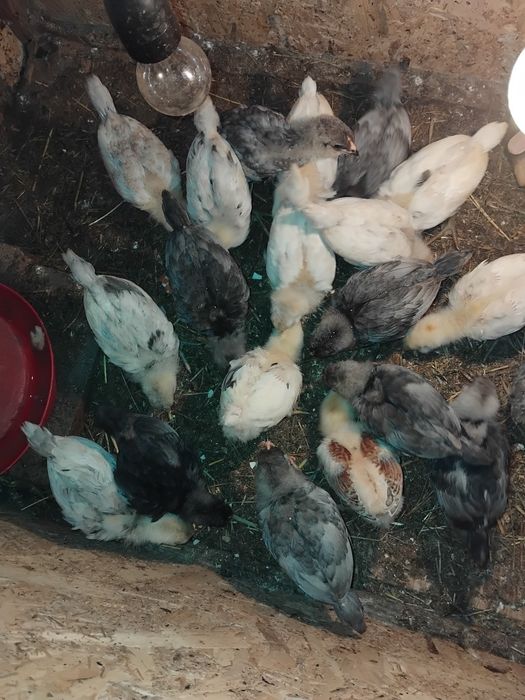Vind pui ameraucana