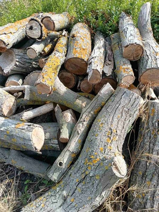 Трупи от орех на метровки