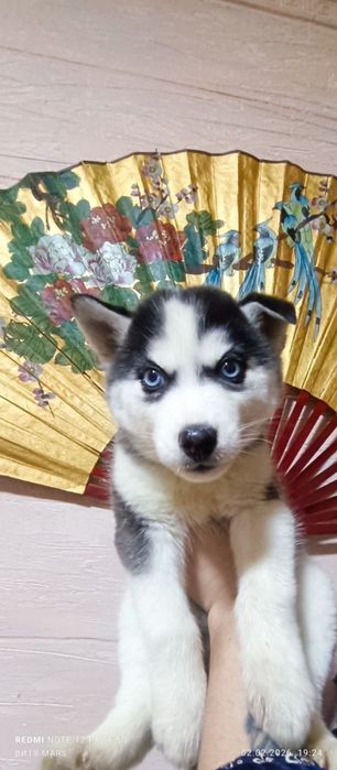 Продаются щенки хаски девочки