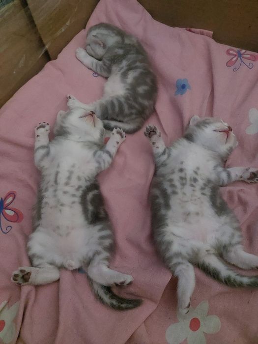 Скотиш страйт шотландские катята.