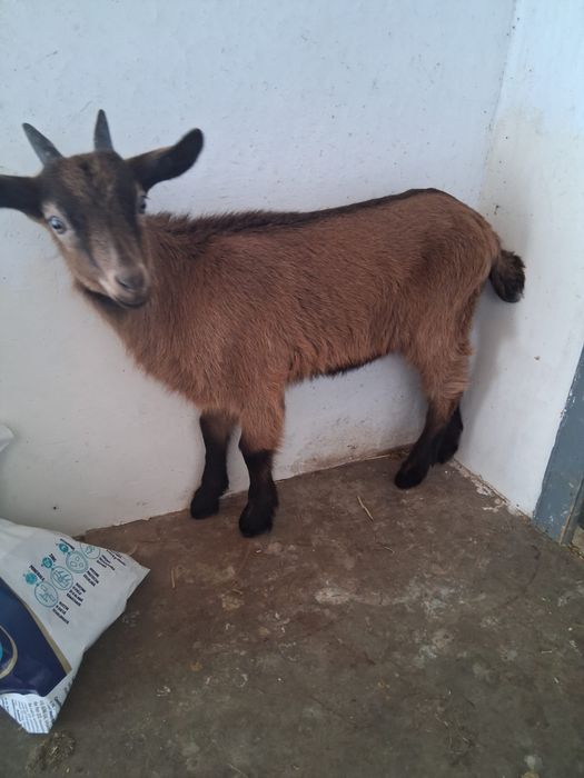 Țap țapusor de vanzare