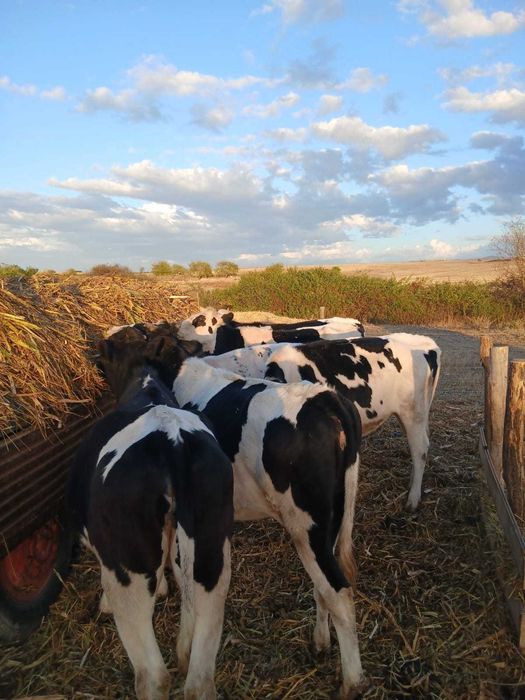 De vânzare 5 juninci holstein cu vârsta de 1 an și 8 luni 3 dintre ele montate mai multe detalii la nr de tel 0751466472 Călacea Bihor