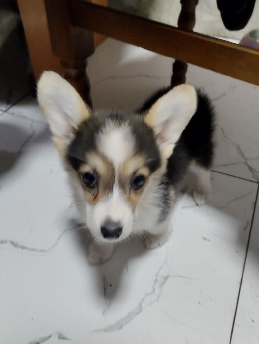 Щенок вельш корги