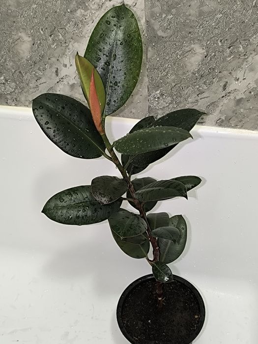 Цветы в горшках комнатные