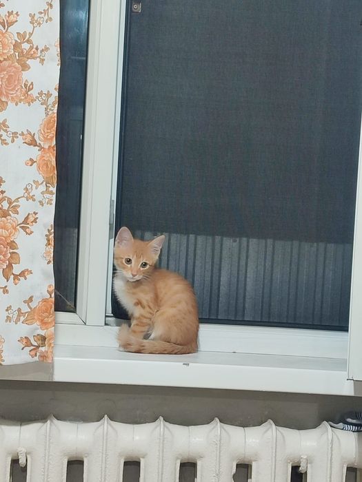 Котенок 3 месяца