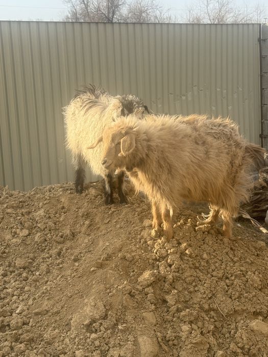 Екі ешкі сатам екеуі де ұрғашы