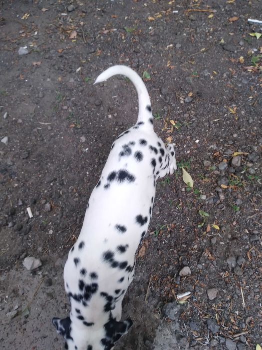 Животные собаки далматин