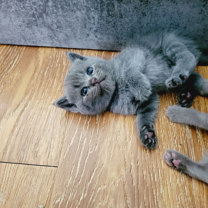 Котята скотиш страйт