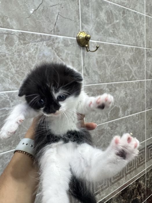 Продам вислоухих котят Scottish Fold