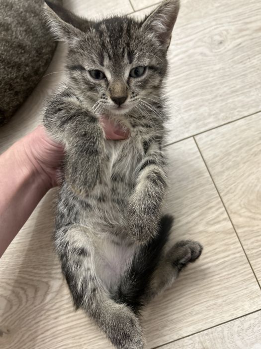 Отдам котят в хорошие руки