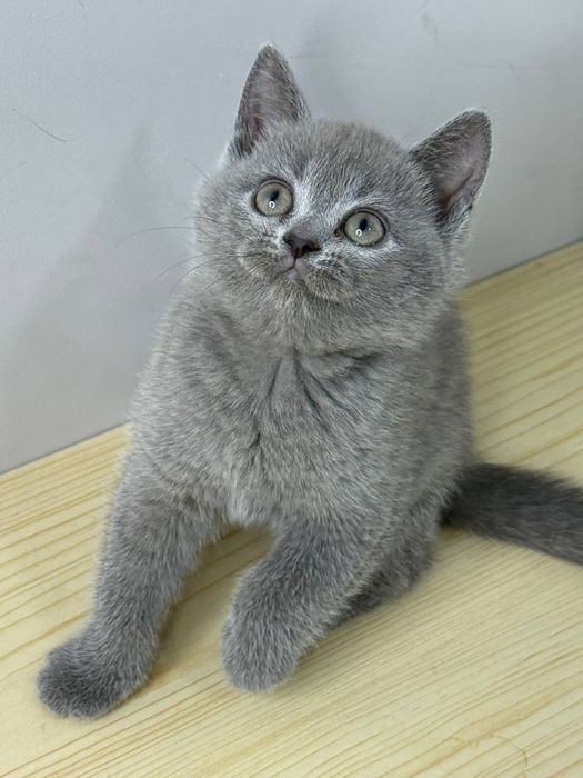 Продаётся  котята 3 штуки 2 девочки 1 мальчик