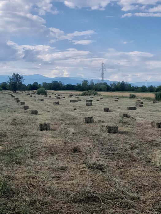 Baloți  lucernă  25 lei coasa a ||