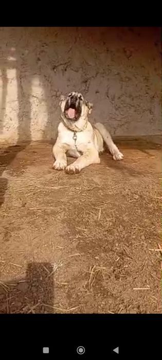 Alabay   liniyasi bor