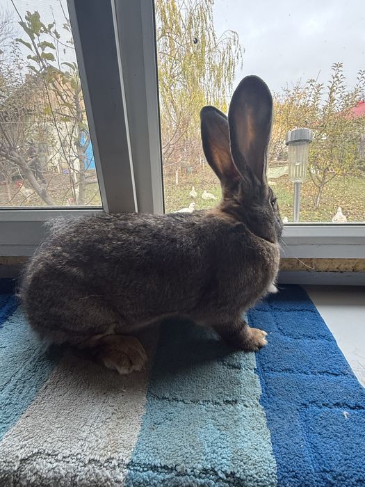 Vand iepuri Urias German