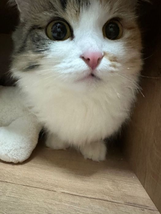 Отдам в добрые руки,