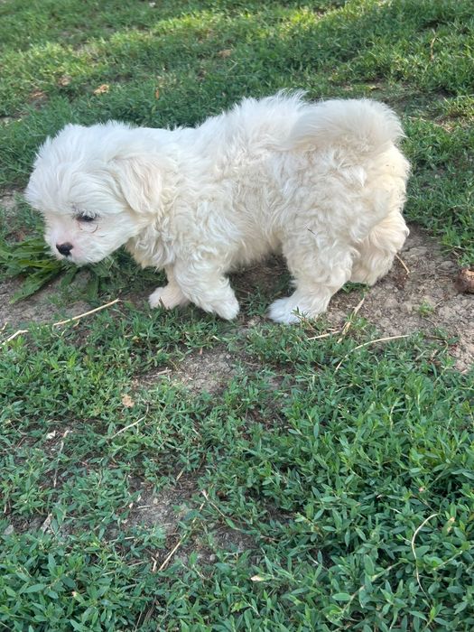 Donez căței bichon de 8 saptamini