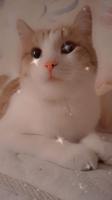 Отдам шикарного котика