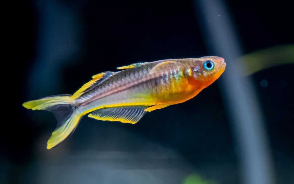 Аквариумная рыбка "Попондетта Фурката"