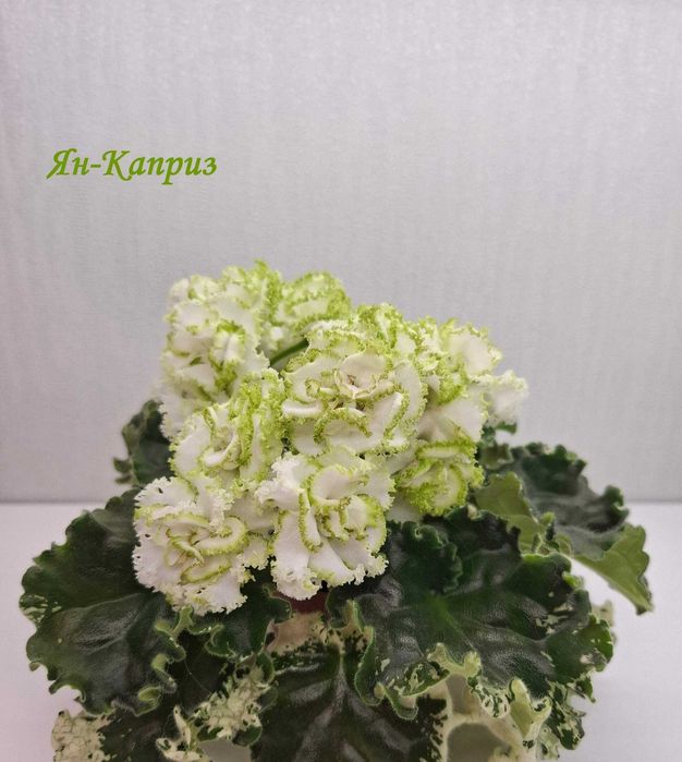 Продам листья сортовых фиалок