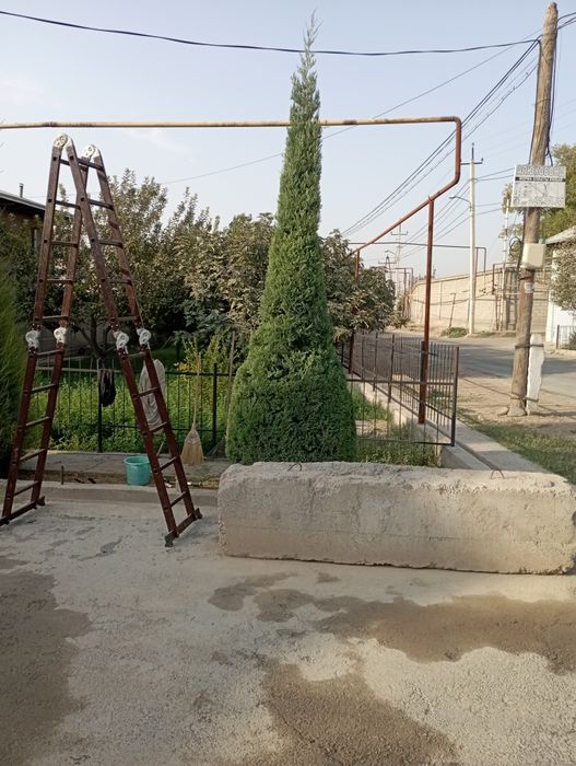 Archa kesish dorilash xizmati