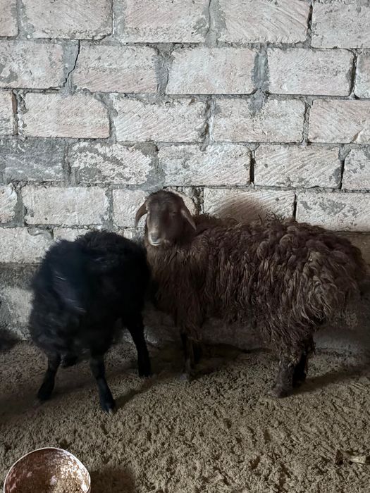 Оптом кой ешкы 300к