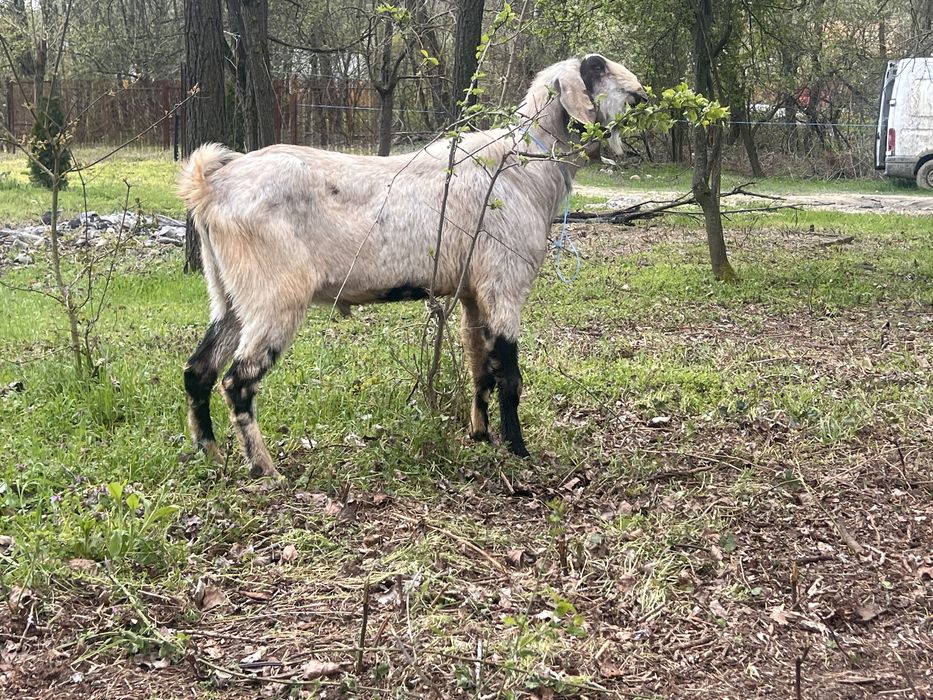 Tap anglonubian varsta 2 ani jimate