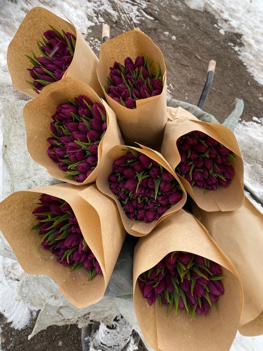 Продаем тюльпаны