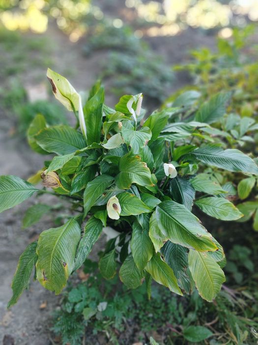 Продам цветы разные